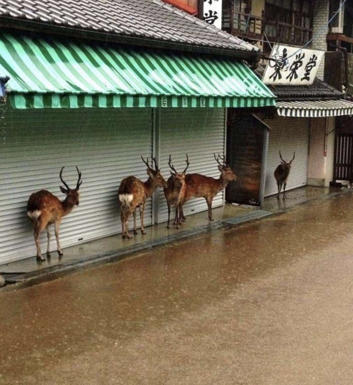 rain deer meme - Elld M